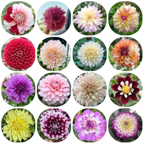 tubérculos de dalia resistentes, balcón jardín 10pcs
