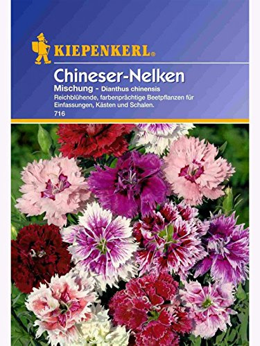 Dianthus Chineser-Nelken Mischung