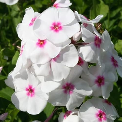 6 x Phlox Paniculata 'Europa' - Perenni Vaso 9cm x 9cm