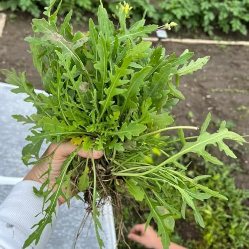 Semi di rucola, resistenti per il giardino Eruca vescicaria, regali sostenibili semi di invernali per giardino di esotiche 150pcs