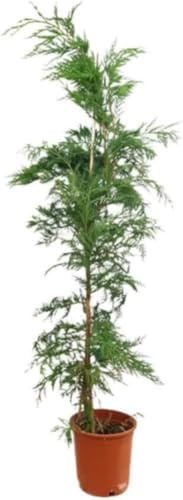 ¡¡¡ 50 Plantas !!! natural, Altura 70-80 cm, cipres Leylandii Crecimiento Rápido, para setos, pantalla visual, cortavientos y como árbol ornamental. Segura Garden.