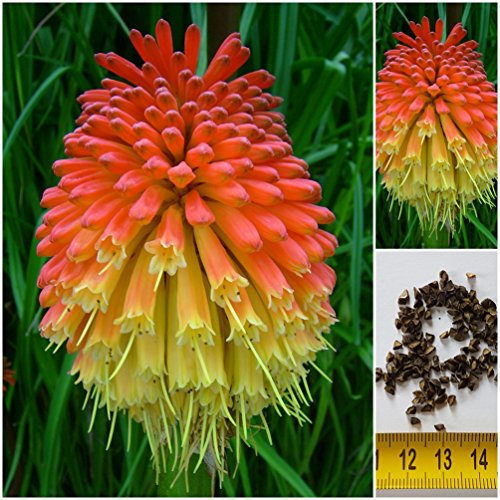 Fackellilie - Kniphofia uvaria - Rakentenblume - Samen - ! (100)