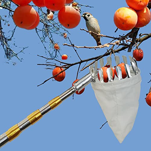 Yesbon Ramasse Noix avec Manche TéLescopique, Cueille Fruit avec 2-7m Manche Telescopique, Lightweight Stainless Steel Connecting Pole, pour Pommes, Oranges, Citrons, Poires,6m/19ft