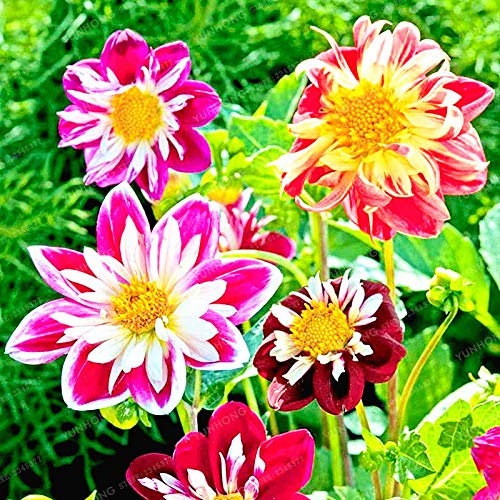 I 10 pc semi di Due Colori Dalia dei Fiori per Bellissimo giardino Misti