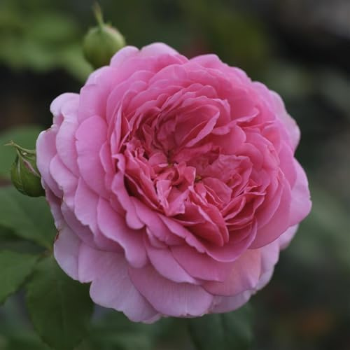 Princess Alexandra of Kent®, rosa viva di Rose Barni®, rosa in vaso English Roses®, fiori grandi a coppa, profumo intenso, colore rosa caldo, cod. 71228