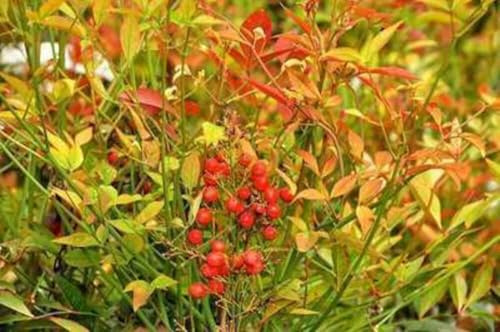 Nandina domestica - Bambou Sacré, Bambou Céleste, Nandine Domestique 60-80 cm en pot 10 liter/litre