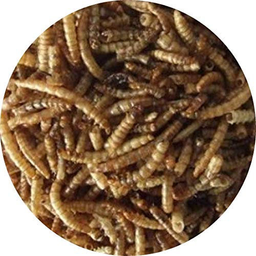 Mehlwürmer getrocknetes Reptilienfutter Fischfutter Teichfutter Schildkröten FD (1 kg)