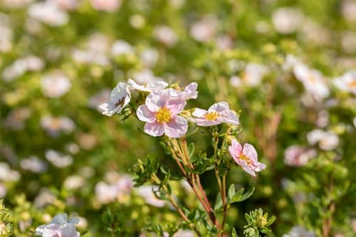 Fingerstrauch Potentilla fruticosa Pink Queen 30-40 cm winterhart | Lange Blütezeit, rosa Blüten, bienenfreundlich, sonnig bis halbschattig, schnittverträglich, ideal für Beet und Kübel