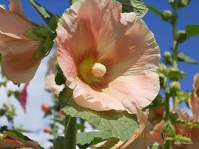 50 Semi Malvarosa: 10 ROSSASTRO giallo/arancio, 10 corallo, 10 NERO, 10 Rose Pink, 10WHI