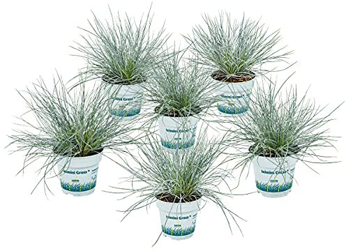 Festuca 'Compacta blue' - Festuca blu - Erbe ornamentali - Resistente all'inverno - diametro: 10,5 cm - 15-20 cm