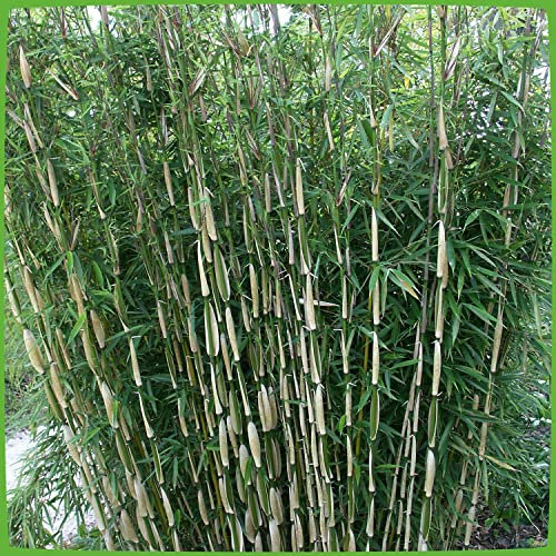 Horstbildender Bambus Pingwu (Fargesia robusta) - Winterharte Bambus-Pflanze ohne Ausläufer von Garten Schlüter