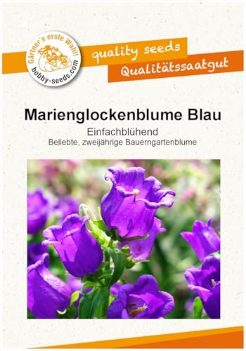 Blumensamen Marienglockenblume Blau Portion