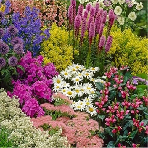 Pack of 6 Cottage Garden Mixed Perennial Plug Plants