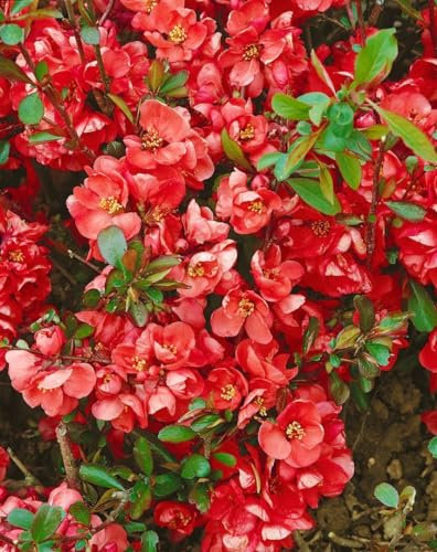Chaenomeles 'Hollandia' 80-100 cm – Winterhart, Mehrjährig, Pflegeleicht – Zierquitte – Heckenpflanze für Garten & Sichtschutz