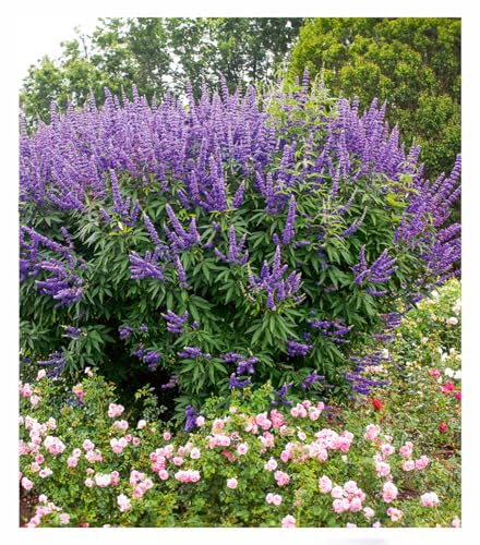 BALDUR Garten Mönchspfeffer 'Queen Bee®',1 Pflanze, extrem lange Blütezeit & Bestäubermagnet, erinnert an Sommerflieder, winterhart, trockenheitsverträglich, robust, mehrjährig, pflegeleicht