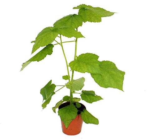 Exotenherz - Tilleul - Sparmannia Africana - Pot de 17cm