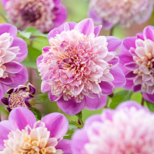 Plant in a Box - Dahlia 'Take Off' - lot de 3 - floraisons d'été - tubercules de dahlia - fleurs de jardin - Rose/Violet