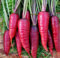 Semi di carota fresca viola 50 pezzi