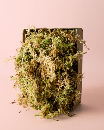 PUR PLANT Musgo Sphagnum 100 g | Sustrato Natural para Orquídeas, Terrarios y Kokedamas | Alta Retención de Humedad