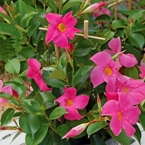 100 graines de fleurs de dipladenia rose
