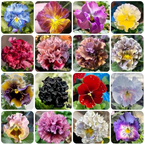 Semi di viola cornuta resistenti, varietà antiche Viola cornuta, giardino per luoghi soleggiati esotici, comprare viole 600pcs