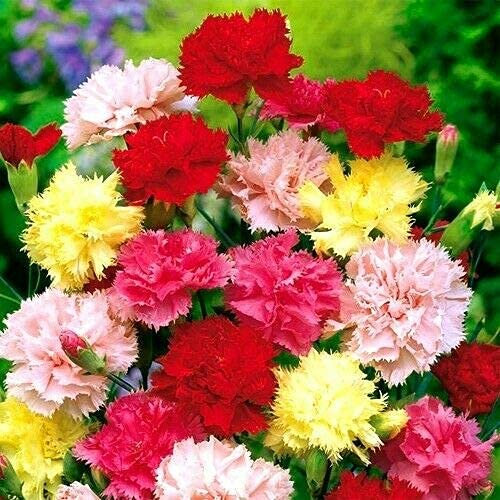 Buy4seeds 400 Seeds Carnation Dwarf Vienna Dianthus caryophyllus Useful for Garden and Outdoor