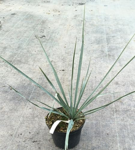 Yucca rigida/Yucca sentinelle bleu/Conteneur de 2 à 2.9 litres/Résistant au sec