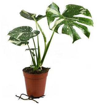 Monstera Thai Constellation