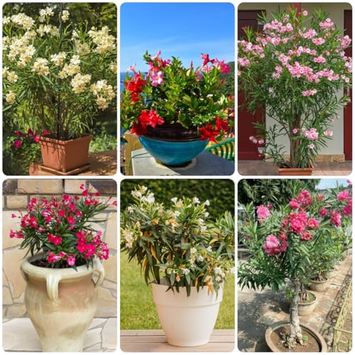 oleandro rampicanti oleandro semi di come bomboniera da giardino resistenti verdi biologiche esotiche arredamento del balcone del soggiorno decorazione 20semi