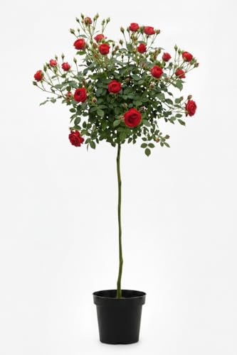 Rose 'Manora' Hochstamm Edelrose, Rosenstamm - Rote Blüte, Stammhöhe 110 cm, Höhe 170-180 cm