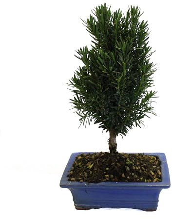 KENTIS - Bonsai Taxus Cuspidata Tasso Giapponese - Piante Vere da Esterno Sempreverdi - Giardino Balcone Terrazzo - H 30-35 cm Vaso in Ceramica 19 cm