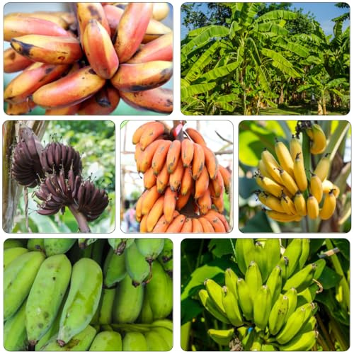 bananensamen dekopflanzen winterharte kübelpflanzen bonsai bäumchen kaufen pflanzendeko bananen balkon deko zwergobstbäume spalierobst bananenbaum obstsamen biosaatgut baumsamen 100samen