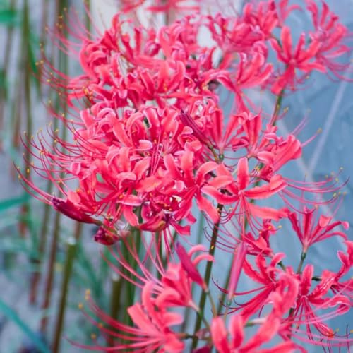 Bulbi di giglio ragno, bulbi di giglio sangue da balcone primaverili resistenti per giardini rocciosi decorazioni da giardino per esterni esotico serre 3pcs