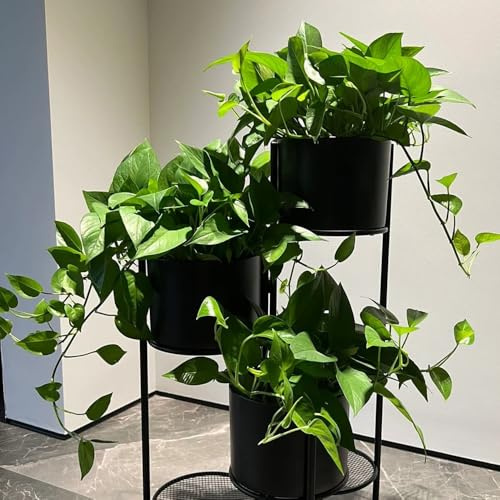 semi di pothos - rare rampicanti balcone in vaso interno interna decorazioni giardino per esterni balcone, di, esotiche 50pcs