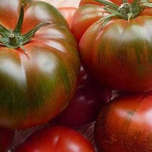 Tomate ''Muchamiel'' 25 x Graines 100% Naturelles sans Propagateurs Chimiques ni Génie Génétique - du Portugal