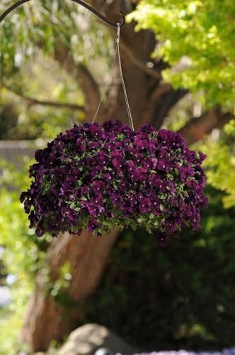 Buy4seeds 20 Seeds Pansy Trailing Winter Flowering Cool Wave Purple Easy to Grow Garden Yard Patio
