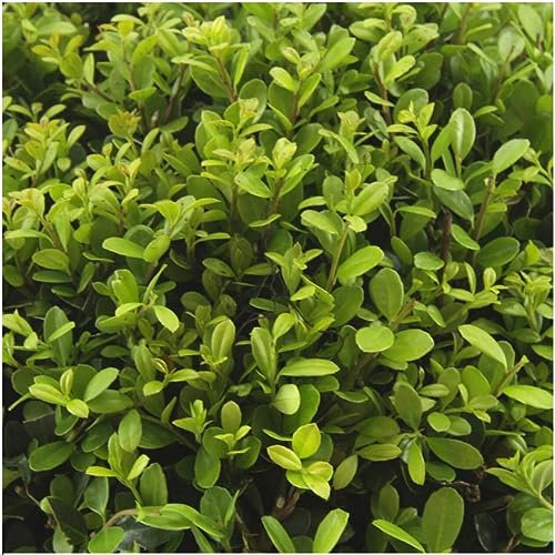 Agrifoglio – Ilex crenata 'Jenny' – Ø 7 cm – 15 cm – 12 pezzi