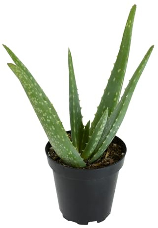 Live Aloe Vera Succulent Plant, Easy Indoor Houseplant, 3.5 in. Grower Pot, Drought Tolerant Succulents, Houseplants for Beginners (10-12 Tall), Natural Skin Care, Office Plant by Plants for Pets