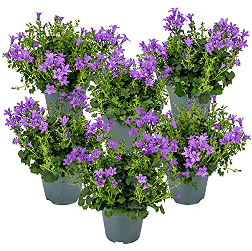 Bloomique - Lot de 6 - Campanula Ambella Intense Purple - Campanule - Couvre-sol - Plantes de jardin - Résistante au gel - Sans danger pour les animaux - 10-20 cm de haut - Pot 10,5 cm