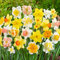 Narciso bulbo/Narcisos flores/Narciso planta/Perenne tolerante al frío/CXXFGFT-2 Bulbos-B