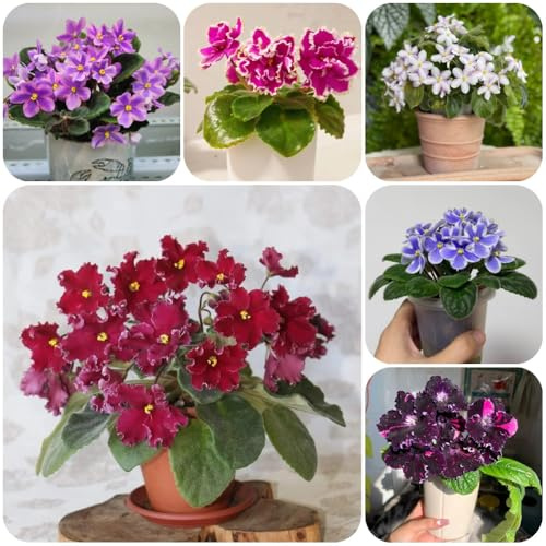 semi di violetta africana - da balcone perenni resistenti e perenni semi di da balcone decorazione del soggiorno vecchie varietà 300pcs