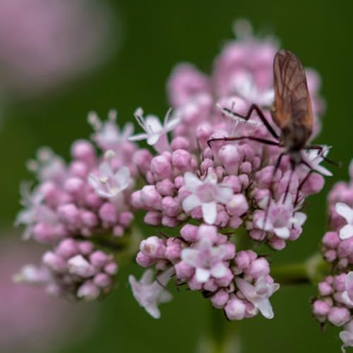 Semi di valeriana, selvatiche Valeriana officinalis, resistenti per il giardino semi di medicinali da cucina balcone con letto di 120pcs