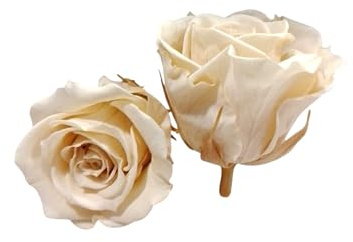 Cabeza de rosa preservada COLOR BLANCO PERLA de 3-3.5 cm Ø , 9 unidades por caja, rosa eterna para el día de la madre, día de San Valentín, regalos de cumpleaños, boda, composiciones florales.