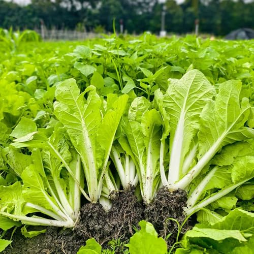 semillas de pak choi - jardín balcón decoración rara interior 225pcs