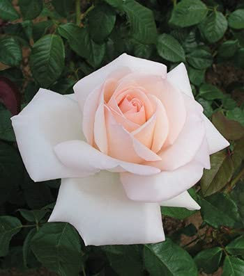 Edelrose Meilland Schloss Ippenburg in weiß-apricot-rose - Duftrose winterhart - Rosen-Blüte in weiß-apricot-rose - Rose stark duftend im 5 Liter Container von Garten Schlüter - Pflanzen in Top Qualit