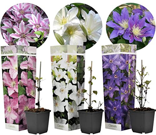 Plant in a Box - Clematis Climbers - Mix di 3 piante - Vaso 9cm - Altezza 25-40cm