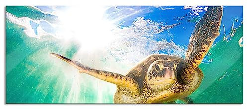 Pixxprint Glasbild Panorama, Wandbild aus Echtglas, Grüne Meeresschildkröte, 100x40 cm, inkl. Aufhängung und Abstandshalter