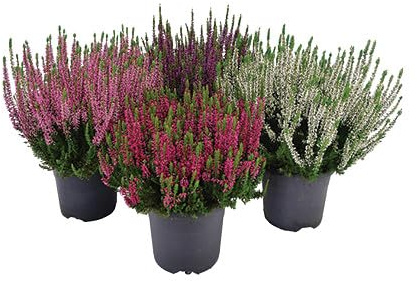 Cuatro Brezos Naturales: Plantas de Calluna para Espacios Exteriores