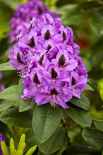 Rhododendron Hybr. 'Orakel' 50-60 cm - Rhododendron, rosa Blüten, Blütezeit Mai-Juni, ideal für halbschattige Standorte, immergrün, winterhart