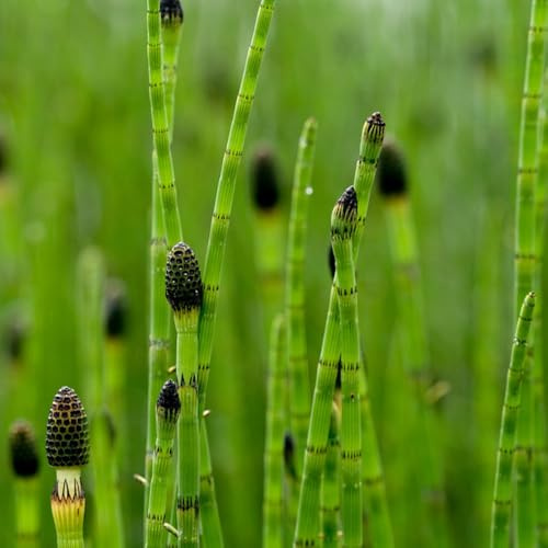 semi di equiseto invernale da orto, giardino roccioso resistenti medicinali, 250pcs